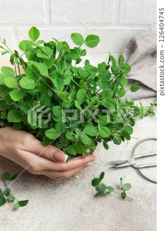 Woman holding fresh microgreens of pea shoots in kitchen 126404745