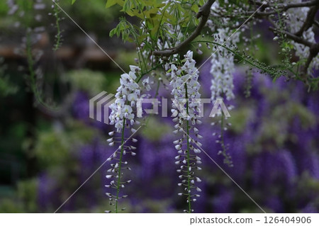 掛得很漂亮 掛得很漂亮 126404906