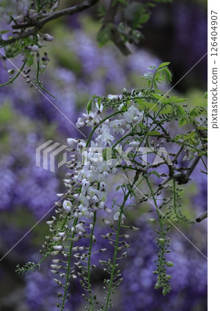 掛得很漂亮 掛得很漂亮 126404907