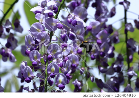 Beautifully hangs down 126404910