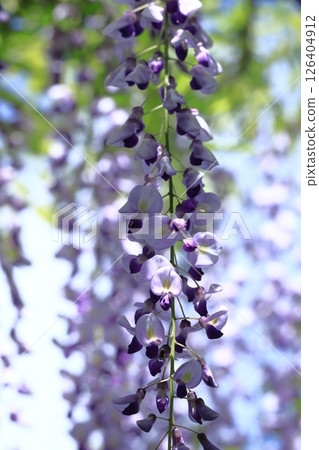 掛得很漂亮 掛得很漂亮 126404912