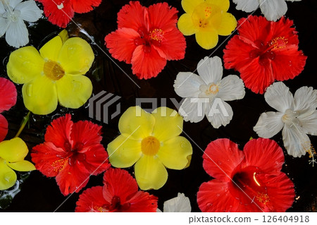 漂浮在水面上的熱帶花卉圖案 126404918