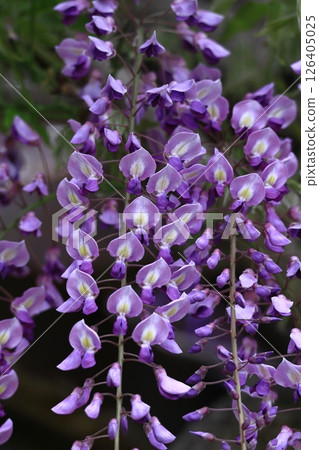 掛得很漂亮 126405025