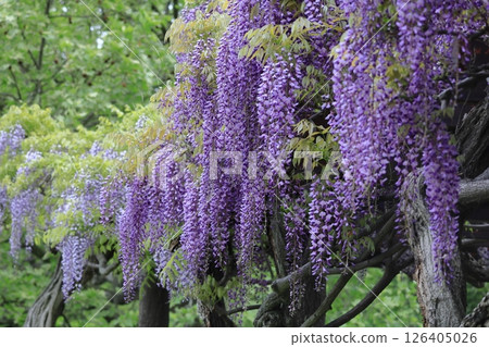 掛得很漂亮 126405026