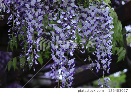 掛得很漂亮 126405027