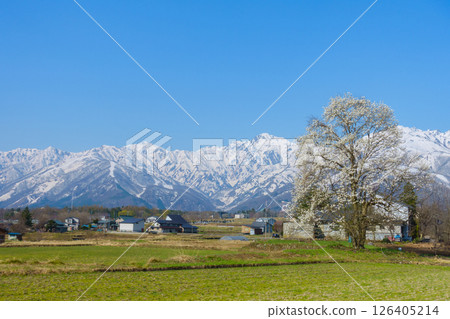 Magnolias in full bloom and the Ushiro-Tateyama mountain range [Hakuba Village, Kitaazumi District] 126405214