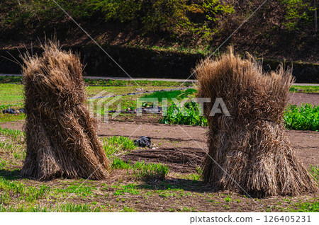 Bundle of Japanese silver grass 126405231