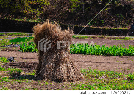 Bundle of Japanese silver grass 126405232