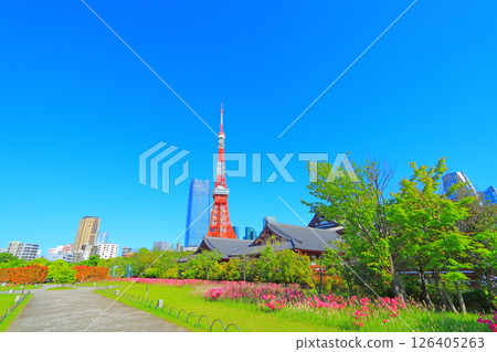 Blooming flowers and Tokyo Tower in Minato Ward, Tokyo Blooming flowers and Tokyo Tower in Minato Ward, Tokyo 126405263