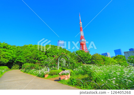東京港區盛開的花和東京鐵塔 126405268