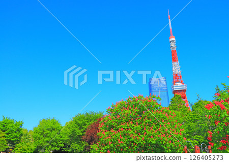 Blooming flowers and Tokyo Tower in Minato Ward, Tokyo 126405273