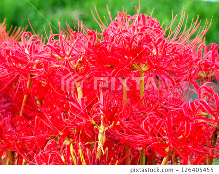 The screen is filled with bright red spider lilies 126405455