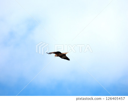 Birds flying in the sky Birds flying in the sky 126405457