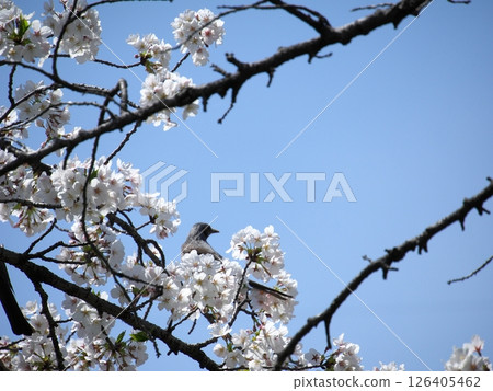 A brown-eared bulbul gazing into the distance at the cherry blossoms that stand out against the blue sky 126405462