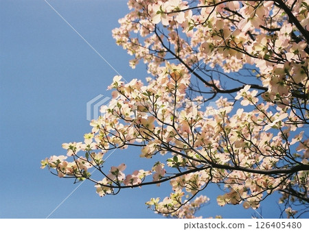 Film photography of vibrant, full-bloom dogwood flowers against a blue sky 126405480