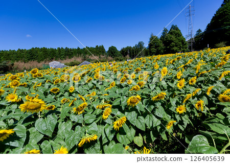 Sunflower field Sunflower field 126405639