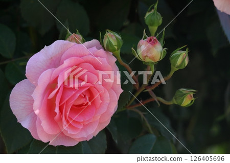 花的女王 126405696