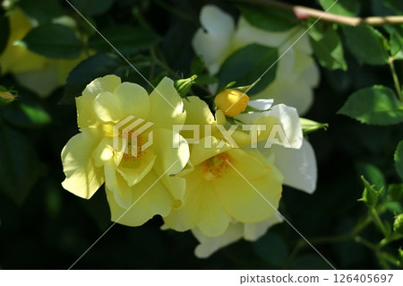 花的女王 花的女王 126405697