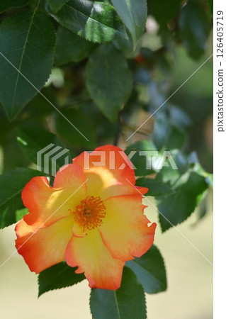 花的女王 126405719