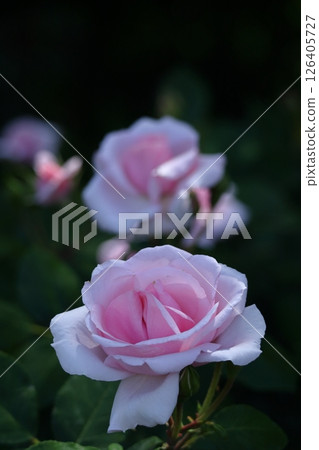 Queen of flowers 126405727