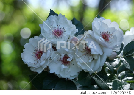 花的女王 126405728