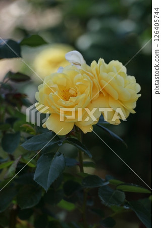 花的女王 花的女王 126405744