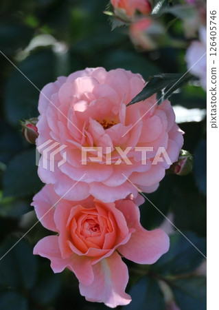 花的女王 花的女王 126405746