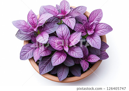 Basil plant with lush purple leaves on a white background. Herb bush in ceramic pot. Top view Basil plant with lush purple leaves on a white background. Herb bush in ceramic pot. Top view 126405747