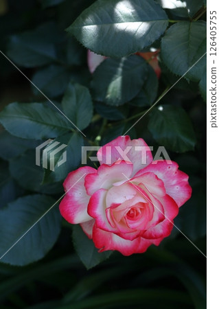 花的女王 126405755