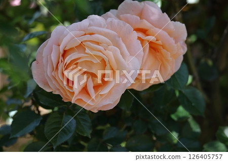 花的女王 花的女王 126405757