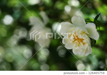花的女王 花的女王 126405759
