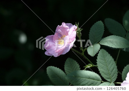 花的女王 花的女王 126405760