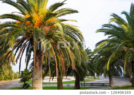 Lush palm trees by a serene pathway in a tropical park setting 126406169