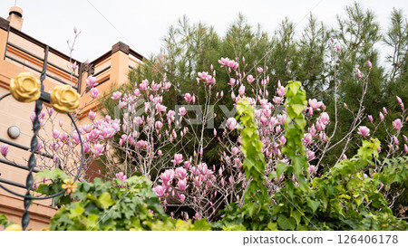 Blooming pink magnolias in lush urban garden near building Blooming pink magnolias in lush urban garden near building 126406178