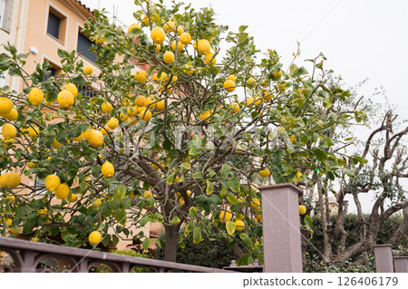Lemon tree laden with fruit against mediterranean house in suburban garden 126406179