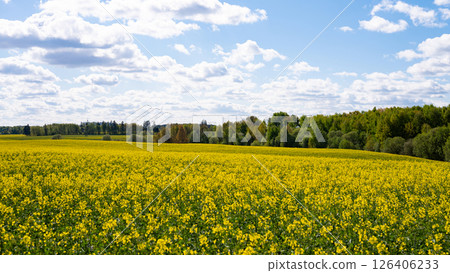 Vast yellow canola field under blue sky with scattered clouds and green forest horizon Vast yellow canola field under blue sky with scattered clouds and green forest horizon 126406233