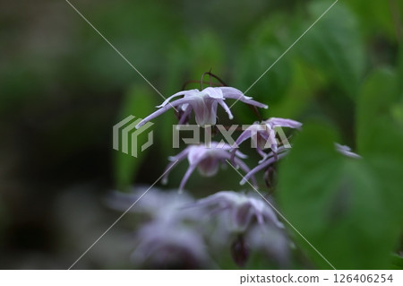 一朵像船錨的花 一朵像船錨的花 126406254