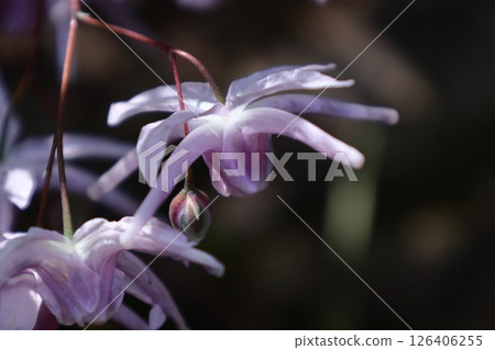 一朵像船錨的花 一朵像船錨的花 126406255