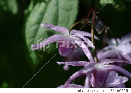 一朵像船錨的花 一朵像船錨的花 126406256
