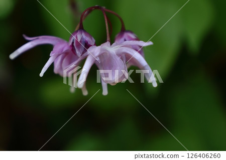 A flower that resembles a ship's anchor 126406260