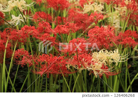 red spider lily 126406268