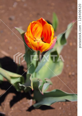 Tulip, single flower 126406420