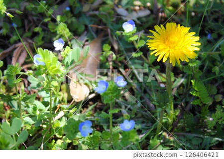 A corner of the spring garden 126406421