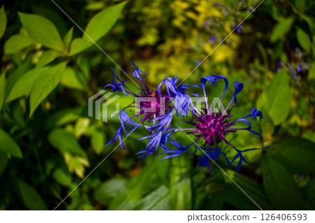 Cornflowers blooming in the field Cornflowers blooming in the field 126406593