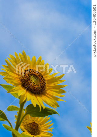 Sunflowers blooming towards the blue sky 126406601