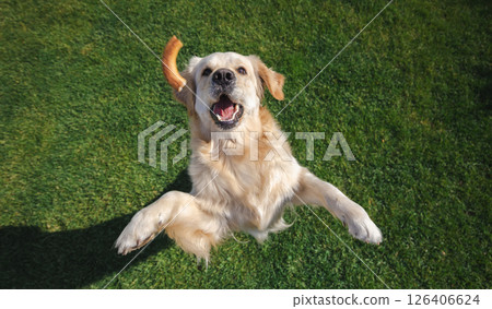 Golden retriever jumping to catch a flying dog treat outdoors on green grass 126406624