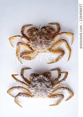 Spider crab, Spiny spider crab 126406657