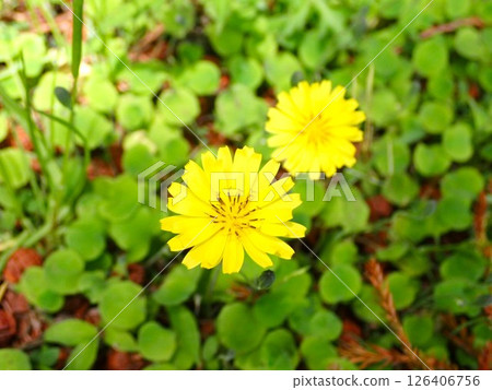 小黃茉莉花 小黃茉莉花 126406756