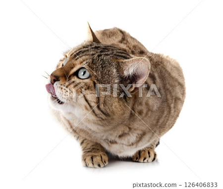 bengal kitten in studio bengal kitten in studio 126406833