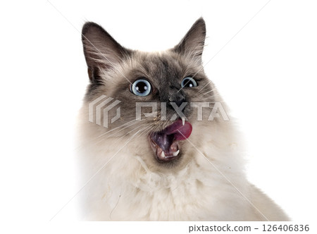 siberian cat in studio siberian cat in studio 126406836